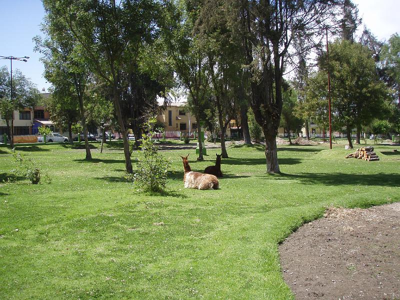 Arequipa 1 Peru (5).JPG